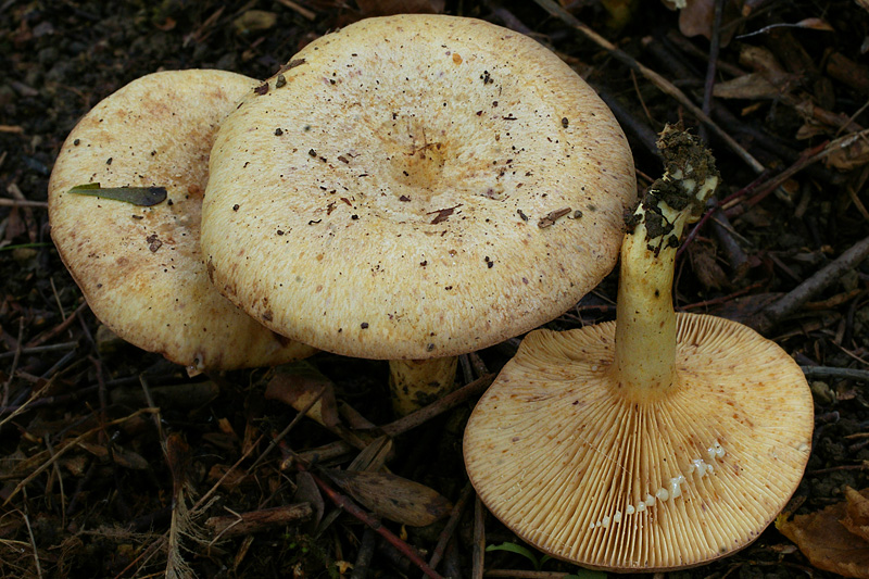 Lactarius flavidus